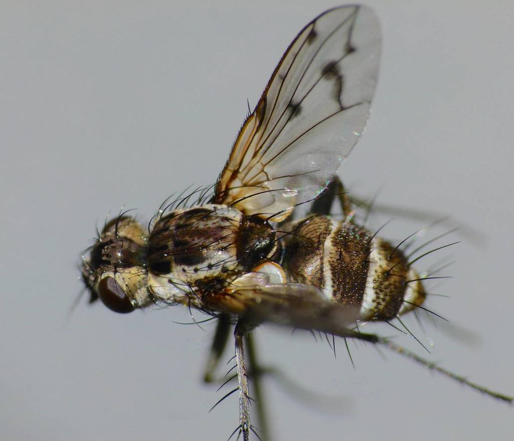 Heteria appendiculata
