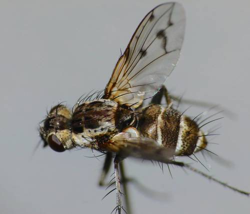 Heteria appendiculata