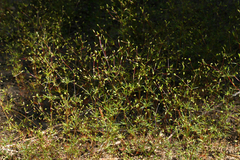 Linanthus harknessii