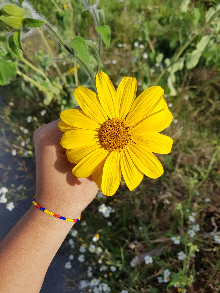 Mexican Sunflowers