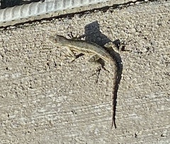 Sceloporus occidentalis