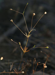 Linanthus harknessii