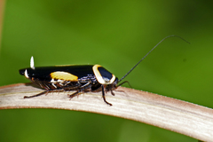Hemithyrsocera vittata