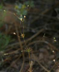 Linanthus harknessii