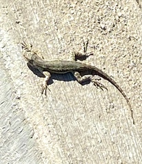Sceloporus occidentalis