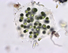 Sphaerocystis