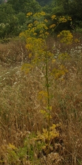 Opopanax hispidus