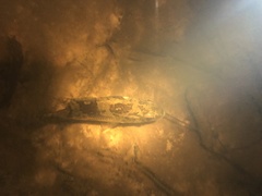 Ambloplites ariommus