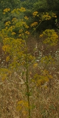 Opopanax hispidus