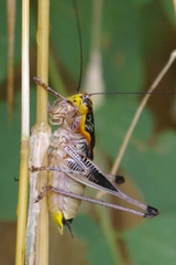Eupholidoptera megastyla
