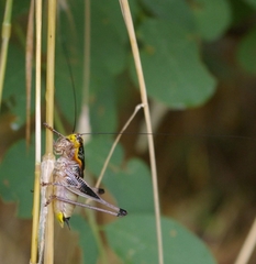 Eupholidoptera megastyla