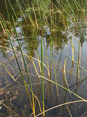 Eleocharis equisetoides