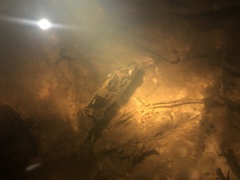 Ambloplites ariommus