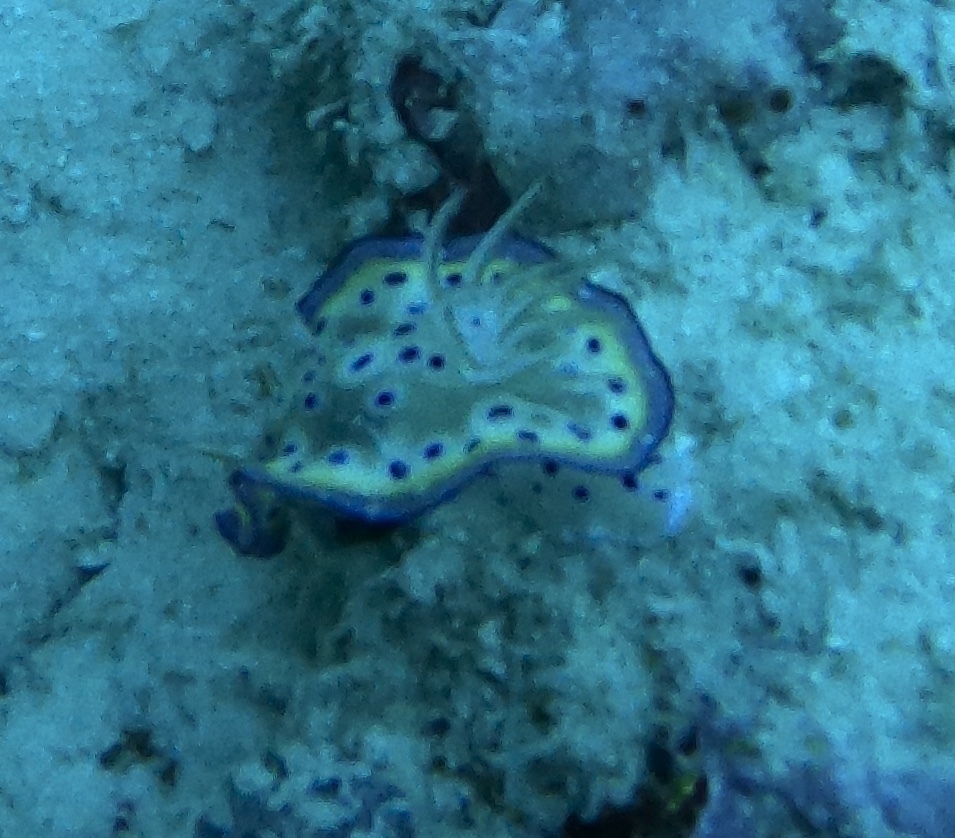 Goniobranchus kuniei
