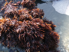 Ahnfeltiopsis linearis