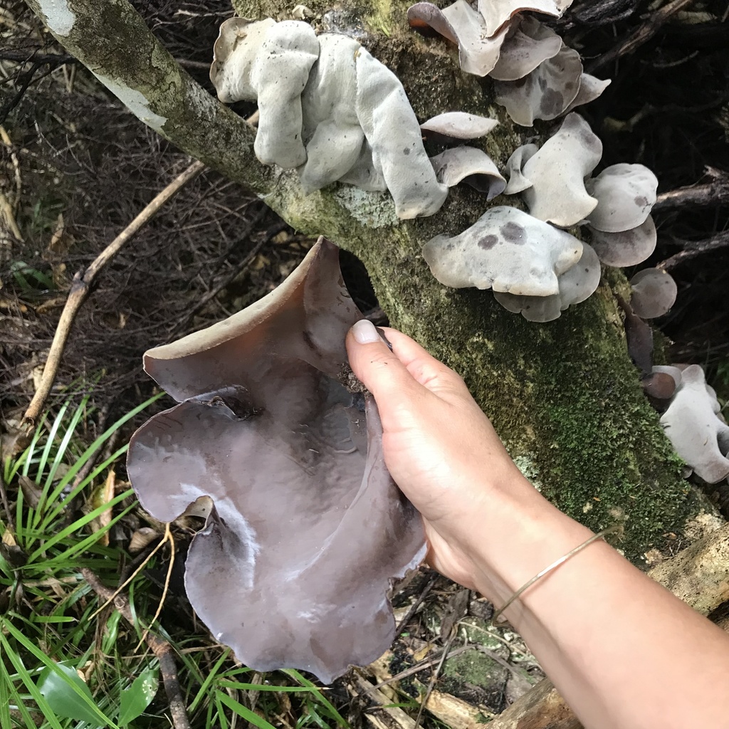 Ear fungus from Waitakere Ranges Regional Parkland, Piha, Auckland, NZ