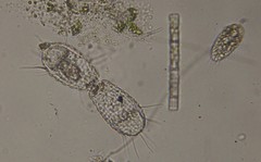 Euglypha