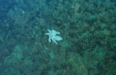 Aphrocallistidae