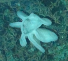 Aphrocallistidae