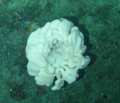 Aphrocallistidae
