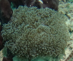 Fimbriaphyllia divisa