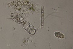 Euglypha