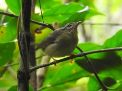 Basileuterus tristriatus