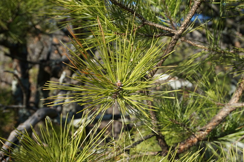 shortleaf pine