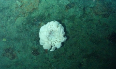 Aphrocallistidae