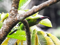 Aulacorhynchus sulcatus