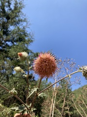 Cirsium