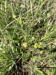 Lomatium caruifolium denticulatum