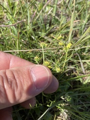 Lomatium caruifolium denticulatum