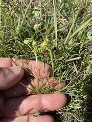Lomatium caruifolium denticulatum