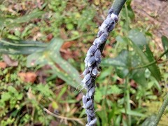 Neoprociphilus aceris