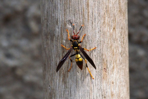 Peruvian Paper Wasp