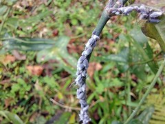 Neoprociphilus aceris