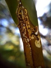 Peristoreus cruciger