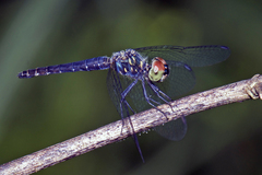 Brachydiplax farinosa