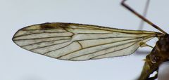 Amphineurus