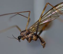 Amphineurus
