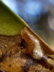 Peristoreus cruciger