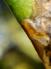Peristoreus cruciger
