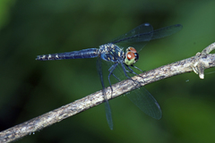 Brachydiplax farinosa