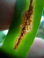 Peristoreus cruciger