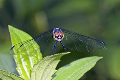 Brachydiplax farinosa