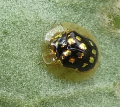 Plagiometriona microcera