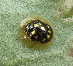 Plagiometriona microcera