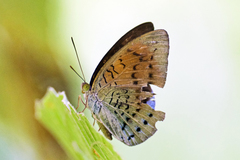 Tanaecia julii
