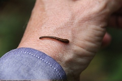 Haemadipsa zeylanica